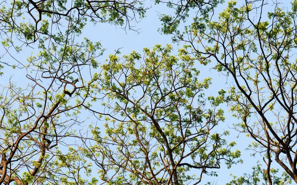 Geniş açılı yüksek orman yaprak döken ağaç üst dalları turuncu ve sarı renkli arka planda kış günbatımı gökyüzünü aydınlattı. Yüksek bölüm. Bitki ortamı. Çevresel koruma arkaplanı.