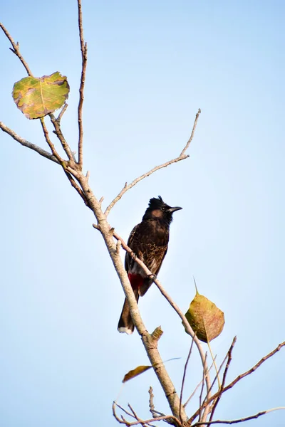 Птица Сидит Ветке Дерева Голубое Небо Летом Kumarakom Bird Sanctuary — стоковое фото