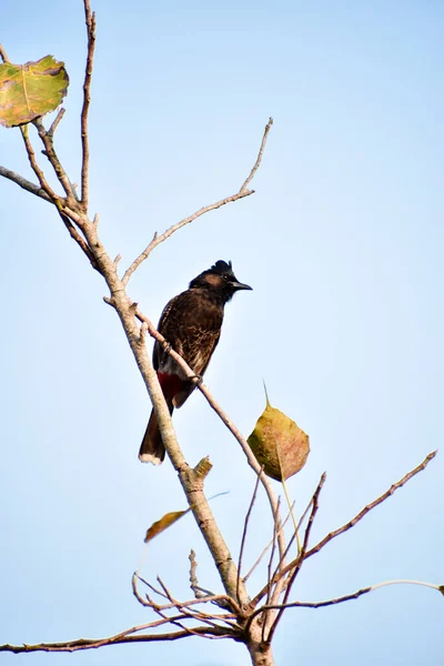 Pájaro Sentado Una Rama Árbol Fondo Cielo Azul Verano Kumarakom —  Fotos de Stock