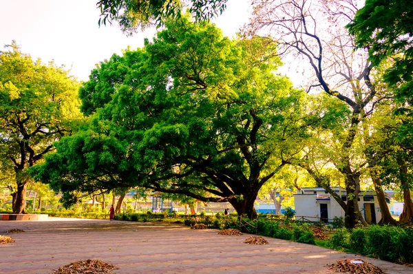 Vista Frontal Uma Grande Árvore Banyan Velha Parque Público Horário — Fotografia de Stock