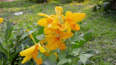 Sarı renkli Calla zambağı, çiçekli Araceae Daffodil familyasının daimi çiçekli bir bitki türüdür. Yaz ortamı arka plan fotoğrafçılığı.