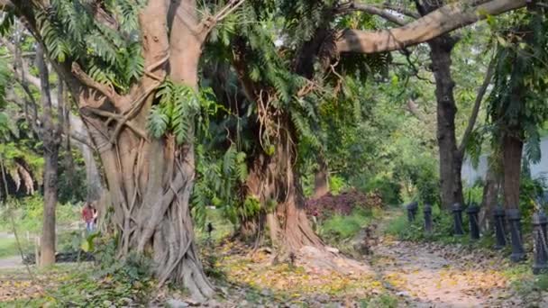 공원의 길가에 캐노피에는 나무줄기가 있습니다 뒤쪽에 따뜻하고 — 비디오
