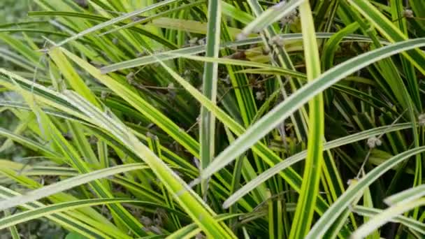 Green Plant Leaf Abstract Background Textured Effect Blades Grass Lush — Stock Video