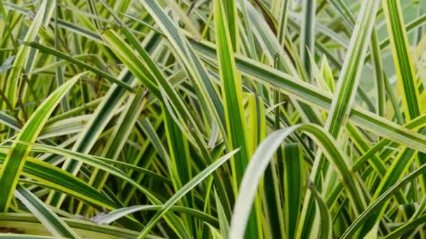 Zielony Liść Roślinny Abstrakcyjne Tło Efekt Teksturowany Ostrza Trawy Zielonej — Wideo stockowe
