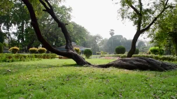 Půda Plazit Padlý Strom Zakřivený Tvar Kmeni Stromu Ležící Zemi — Stock video