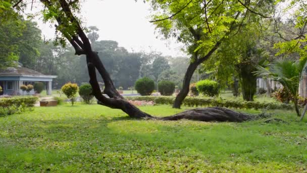 在弯曲森林林地环境中 树干中的土壤蠕变树呈弧形倒在地上 弯曲的枝条植物根部和绿叶向阳光下生长的方向弯曲 自然模式 秋天落在花园前后院的风景 — 图库视频影像