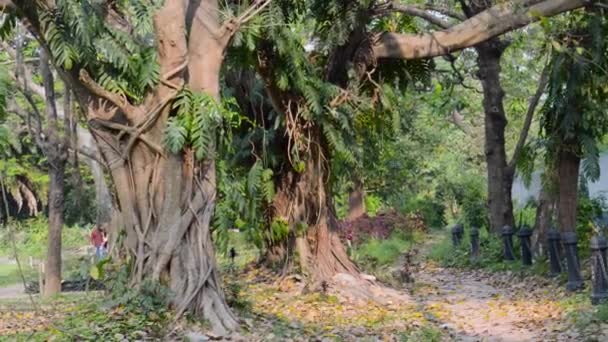 Oak Tree Trunk Framing Canopy Roadside Footpath Public Park Vibrant — Stock Video