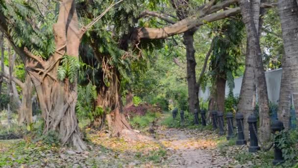 Tronco Roble Enmarcando Dosel Sendero Parque Público Vibrantes Colores Otoño — Vídeo de stock