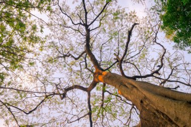 Ağaç tepelerine bakıyorum. Gün batımında yüksek ağaç dalları. Orman ormanı çevresi. Soyut doğal desen dokusu. Jharkhand Hindistan