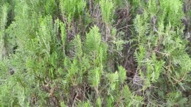 Yeşil renk Batı kırmızı sedir yaprağı çiçek açmış. Rüzgarda savrulan yapraklar. Yakın plan. Ön plandaki nesneye odaklan. Soyut doku renkli arkaplan. Çevresel koruma.