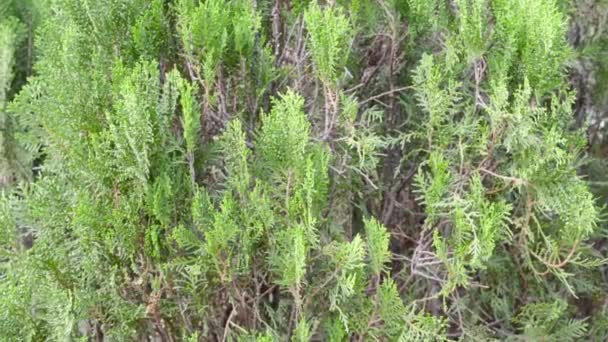 Zielony Kolor Zachodni Czerwony Cedr Liść Roślin Rozkwicie Pozostawia Wiatr — Wideo stockowe