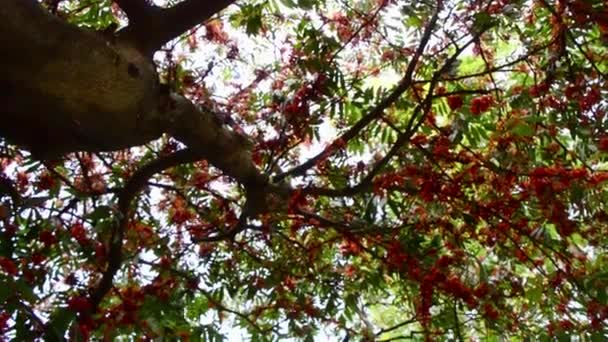 Zoek Boomtoppen Hoge Esdoorn Tak Bij Zonsondergang Herfst Bos Bosrijke — Stockvideo