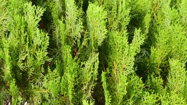 Groene Kleur Westerse Rode Ceder Plantenblad Bloei Bladeren Waaien Wind — Stockvideo