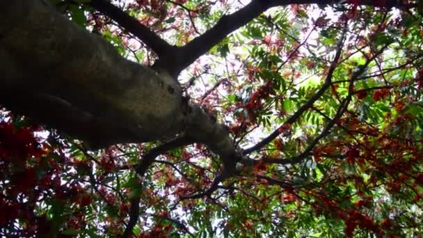 Mencari Puncak Pohon Tinggi Cabang Pohon Maple Bawah Sinar Matahari — Stok Video
