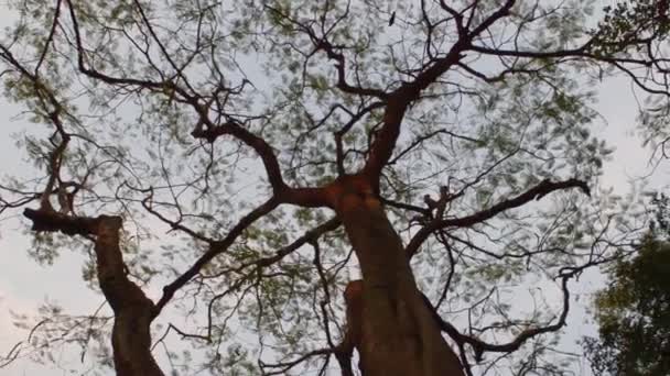 Смотрю Верхушки Деревьев Высокие Ветки Деревьев Закате Солнца Лесная Среда — стоковое видео