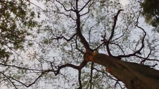 Sprawdzam Wierzchołki Drzew Wysoka Gałąź Drzewa Słońcu Leśne Środowisko Leśne — Wideo stockowe