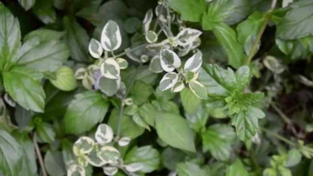 Arbusto Dogwood Variegado Folhas Verdes Brancas Árvore Catchrird Guarda Chuva — Vídeo de Stock