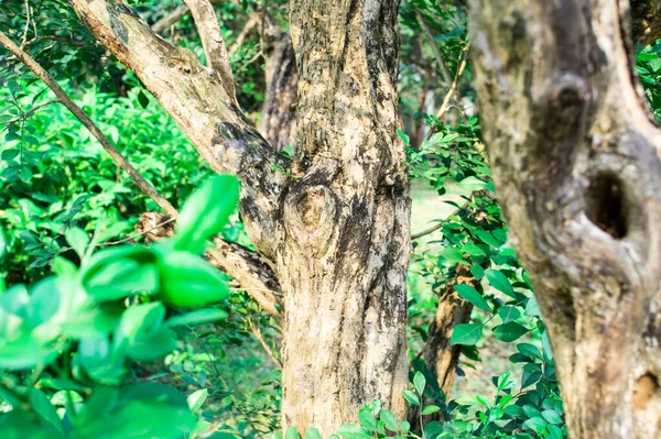 Bruine Kleur Forest Kofferbak Groene Mos Tropisch Bos Het Milieu — Stockfoto