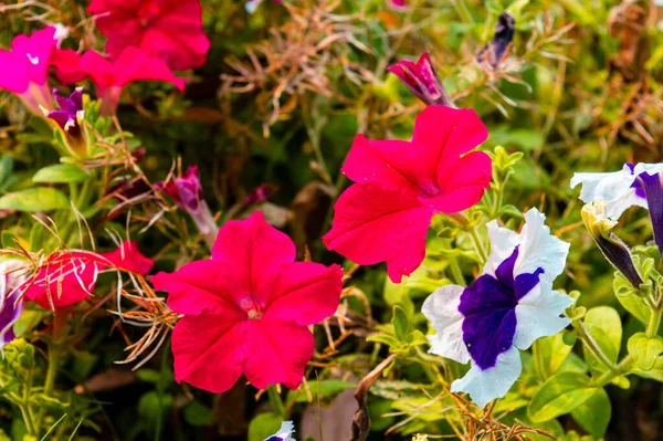 园中的兰花 野生的中提琴杂交开花植物 白色和紫罗兰色的各种颜色的叶子发现在农村环境 Shibpur Howrah植物园西孟加拉邦 — 图库照片
