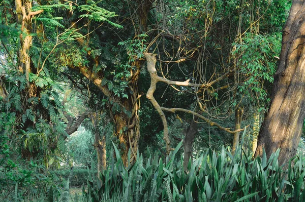 万圣节寒冬丛林热带雨林 秋天绿林林地环境 自然奇幻摄影背景 彩色相框 — 图库照片