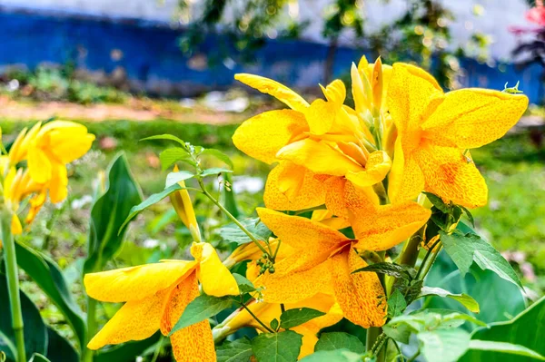 Mellow Amarelo Cor Calla Lírio Arum Lírio Plantas Floridas Margarida — Fotografia de Stock