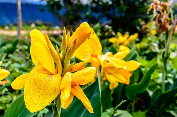 Mellow Yellow Color Calla Lily Arum Lilie Bylinné Trvalky Daisy — Stock fotografie