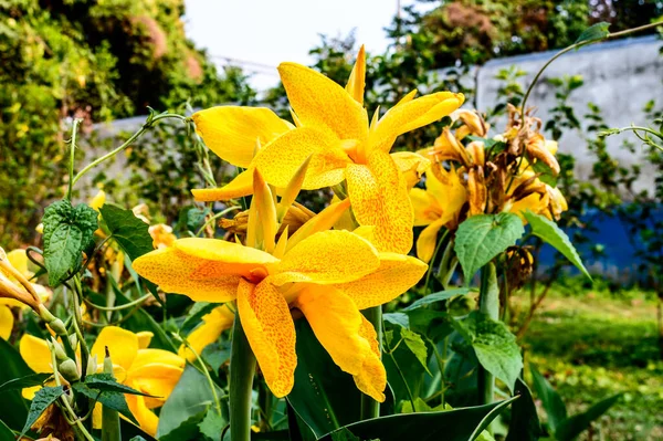 Gul Gul Calla Lilja Arum Lilja Rtartade Perenna Daisy Blommande — Stockfoto