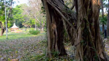 Büyük bir Banyan ağacı gövdesi bir bahçe parkında. Doğal bir kırsal alanda. Akşam vakti güneş batarken..