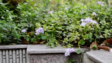 Mermer Kaya Merdivenleri ve merdiven bankında. Kış çiçekleri ile halka açık park dekorasyonu. Konut binasının ön ya da arka bahçe bahçe çimenliği tasarımı. Mimarlık ve doğa fotoğrafçılığı..