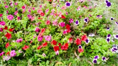 Bahçe nonoşu çiçeği, vahşi viyola hibrit çiçekli bitkiler, kırsal alanda bulunan kırmızı beyaz ve menekşe rengi yeşillikler. Shibpur Howrah Botanik Bahçesi Batı Bengal Hindistan Güney Asya Pasifik.