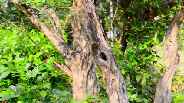 Agujero Tronco Del Árbol Corteza Planta Rama Animal Pájaro Nido — Vídeos de Stock