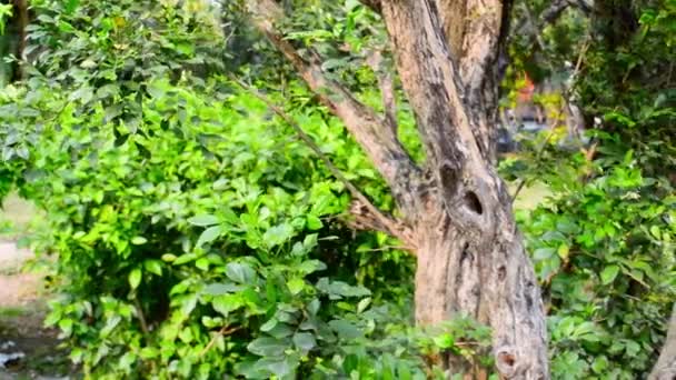 ブラウンカラーフォレストトランク 環境中の緑の苔熱帯林 野生動物自然環境 正面図 国立ディスカバリーパーク — ストック動画