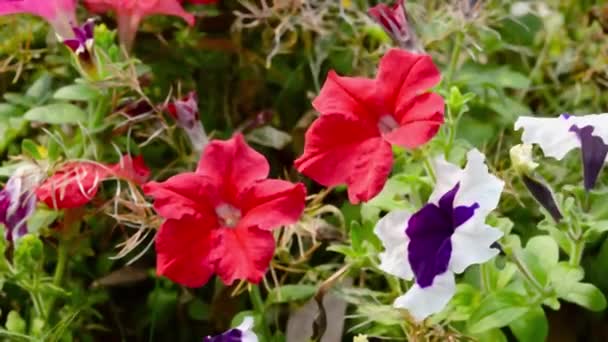 Tuin Viooltje Bloem Wilde Viola Hybride Bloeiende Planten Rood Wit — Stockvideo