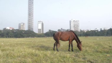 Yaz Günbatımı saatinde Meydan bölgesinde bir at otlaması (Brigade Parade parkı). Kolkata, Batı Bengal Hindistan Güney Asya Pac