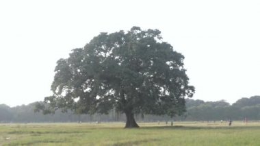 Yazın gün batımında çayırda tek bir meşe ağacı. Kırsal manzara. Çevre koruma geçmişi. Hayat ağacı konsepti. Metin için boşluk kopyala.