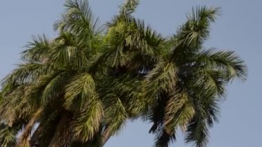 Gün batımında yüzen kabarık bulutlarla dramatik mavi gökyüzü. Hindistan cevizi palmiyesi silueti yaparken güneş ışığı yansıması. Doğadaki güzellik. Yüksek doğal arka plan. Metin için boşluk kopyala