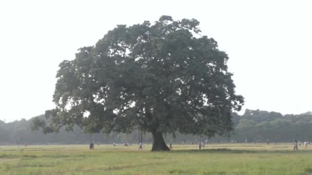 夕阳西下的夏天 草地上一棵橡树 乡村风景 环境保护背景 生命树的概念 复制空间内的文字空间 — 图库视频影像