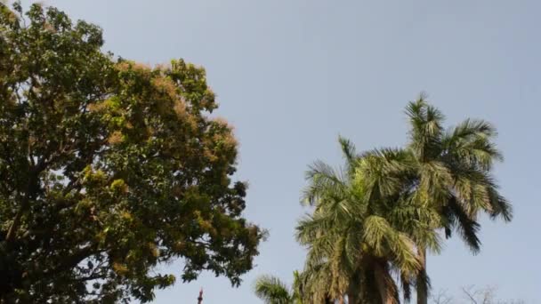 Vista Ângulo Alto Ramos Superiores Árvores Iluminados Pela Luz Solar — Vídeo de Stock