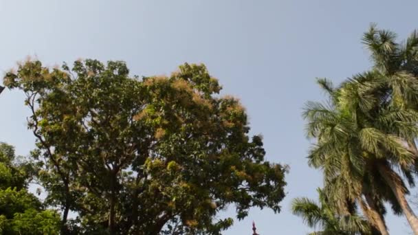 Верхние Ветви Дерева Высоким Углом Обзора Освещаются Солнечным Светом Заката — стоковое видео