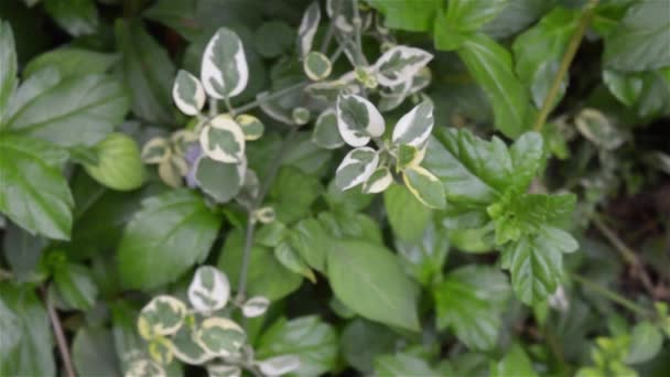 Gevarieerde Houtstruik Witte Groene Bladeren Van Paraplu Catchristenboom Nyctaginaceae Pisonia — Stockvideo