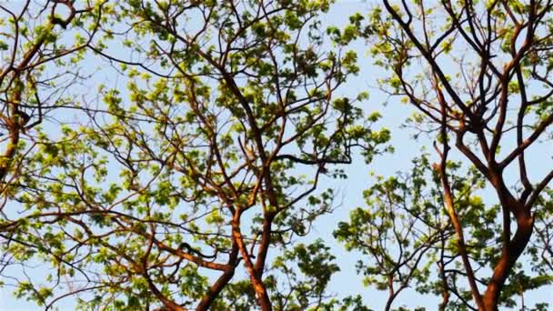 广角高森林落叶树梢分枝植物橙色和黄色背光落日冬日的天空 很高的部分植物环境 环境保护背景 — 图库视频影像