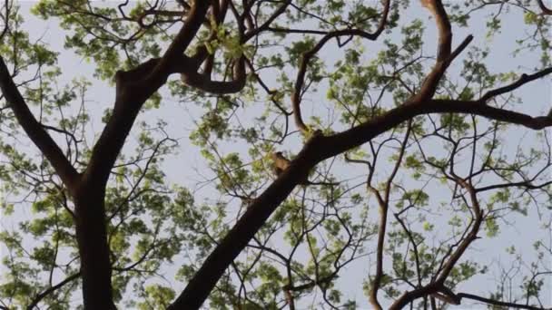 広い角度の高い森林落葉樹上の枝植物オレンジと黄色の背部日没の冬の空に照らされた色 高部だ 植物環境 環境保全の背景 — ストック動画