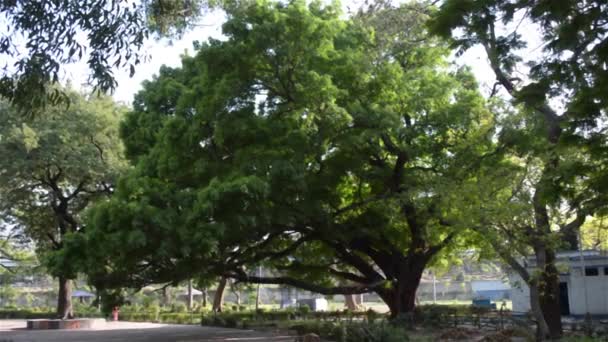 Frontansicht Eines Alten Großen Banyanbaums Öffentlichen Park Bei Sonnenuntergang Herbst — Stockvideo