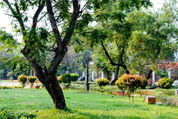 A tree on green color grass meadow. Landscape design of a public park. Spring season formal Garden topiary. Front or back yard decorated background. Garden features. New Jersey.