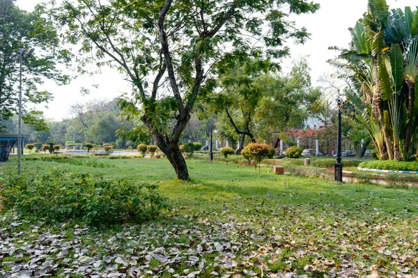 绿草草地上的一棵树 公园的景观设计 春季正式花园的顶楼 前院或后院装饰背景 花园特色 New Jersey — 图库照片