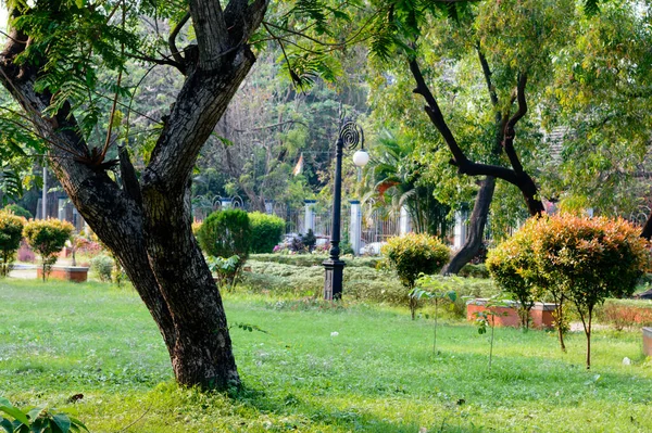 A tree on green color grass meadow. Landscape design of a public park. Spring season formal Garden topiary. Front or back yard decorated background. Garden features. New Jersey.