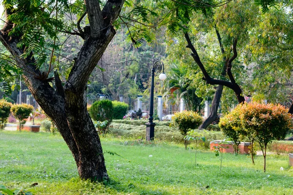 Uma Árvore Prado Grama Cor Verde Projeto Paisagístico Parque Público — Fotografia de Stock