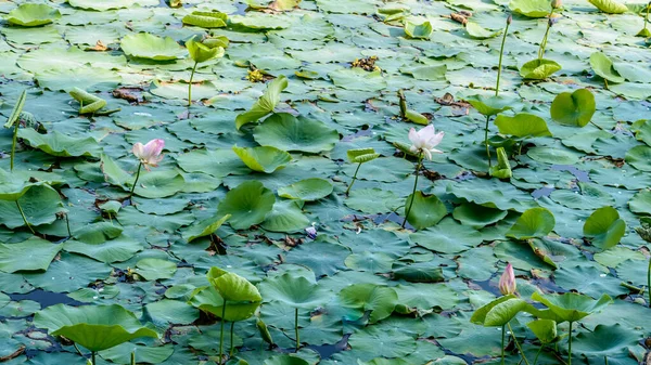 Green lotus water lily flower on pond water surface level in a wetland. Variegated foliage aquatic plant organism. Spirituality meditating peace spirituality symbol. tranquility background decoration