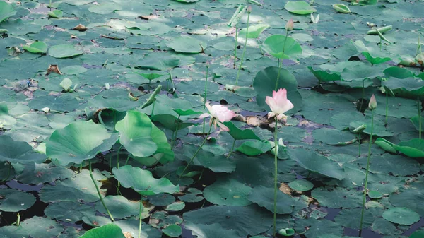 Grön Lotusblomma Dammens Vattenyta Våtmark Variegerad Bladväxt Vattenlevande Växtorganism Andlighet — Stockfoto