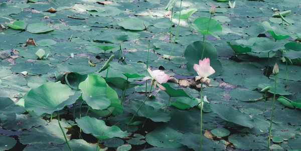 Yeşil Nilüfer Çiçeği Sulak Bir Arazide Gölet Suyu Yüzeyinde Değişik — Stok fotoğraf